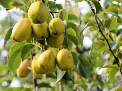 昆明梨种植基地供应量7吨图2