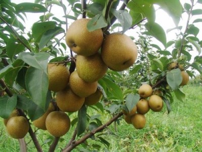昆明梨种植基地供应量7吨