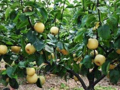 昆明梨种植基地供应量7吨图3