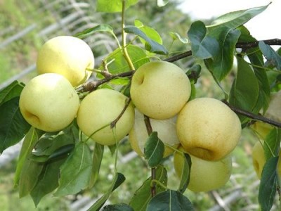 昆明梨种植基地供应量7吨图4