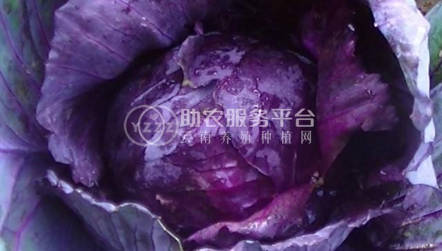 红河个旧家紫甘蓝种植基地 供应量 6吨图1