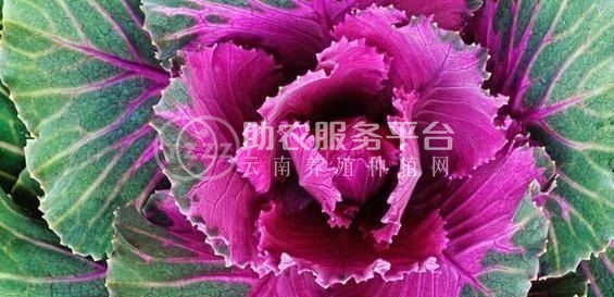 红河个旧家紫甘蓝种植基地 供应量 6吨图4