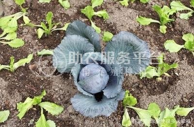 红河个旧家紫甘蓝种植基地 供应量 6吨图2