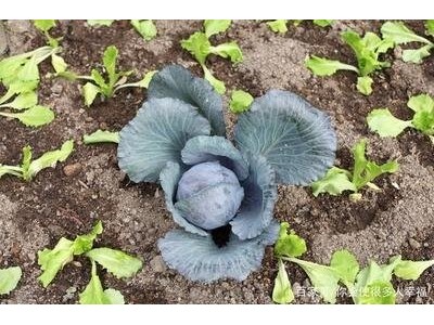 红河个旧家紫甘蓝种植基地 供应量 6吨图2