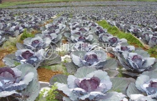 红河个旧家紫甘蓝种植基地 供应量 6吨图8