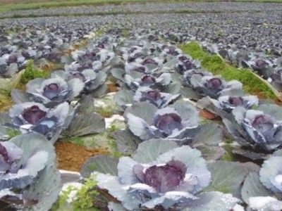 红河个旧家紫甘蓝种植基地 供应量 6吨图8