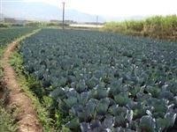 红河个旧家紫甘蓝种植基地 供应量 6吨图7