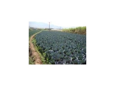 红河个旧家紫甘蓝种植基地 供应量 6吨图7