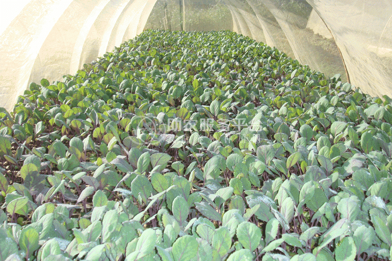 红河个旧家紫甘蓝种植基地 供应量 6吨图9