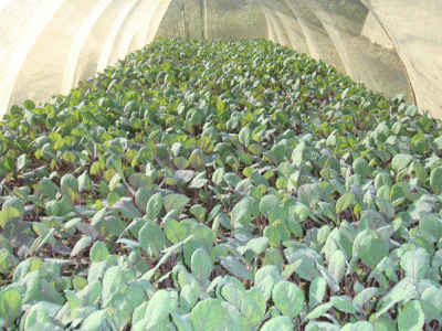 红河个旧家紫甘蓝种植基地 供应量 6吨图9