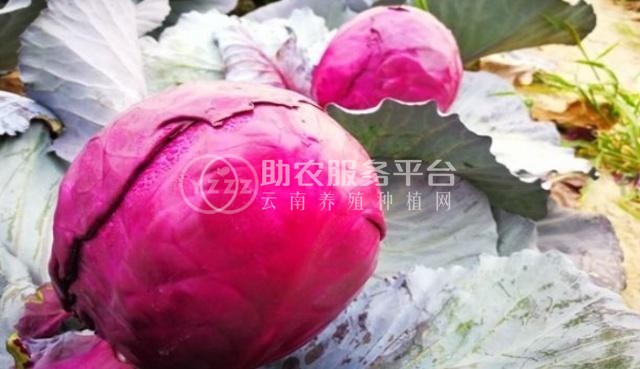 红河个旧家紫甘蓝种植基地 供应量 6吨图6