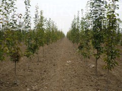 红河个旧家紫甘蓝种植基地 供应量 6吨图5