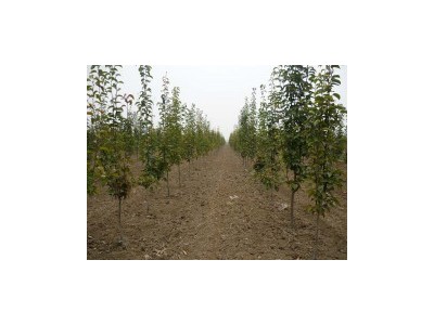 红河个旧家紫甘蓝种植基地 供应量 6吨图5