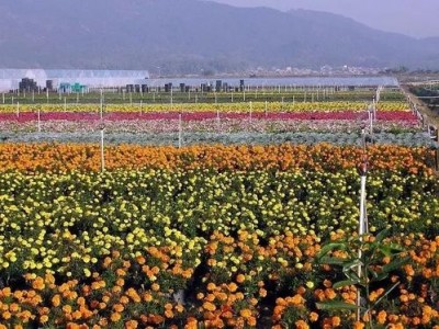 昆明园艺种植基地供应量9亩图2