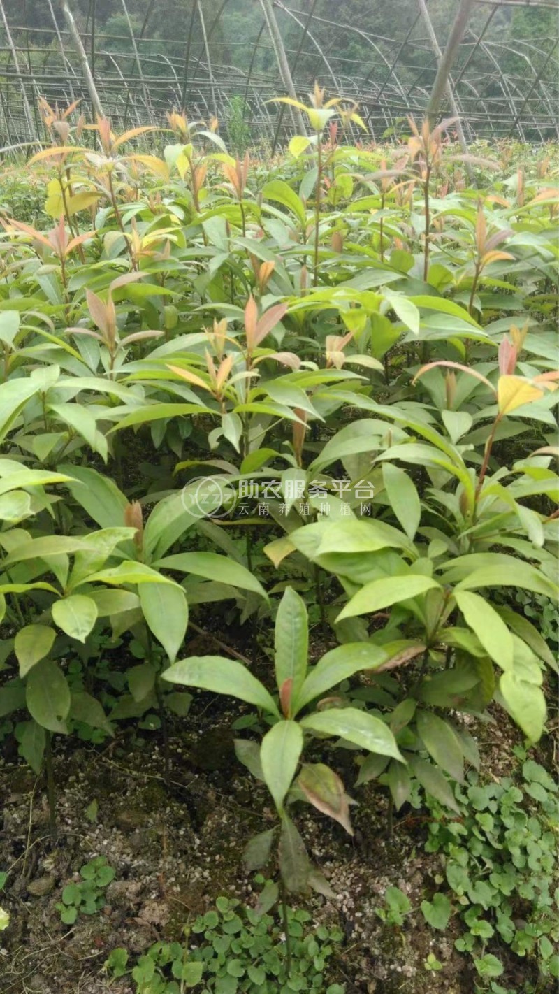 大理楠木种植基地供应2万株图1