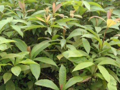 大理楠木种植基地供应2万株