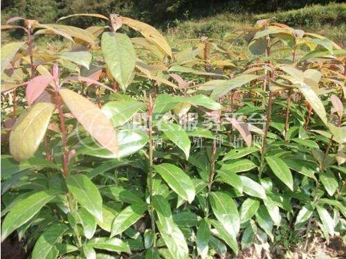 大理楠木种植基地供应2万株图2