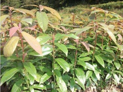 大理楠木种植基地供应2万株图2