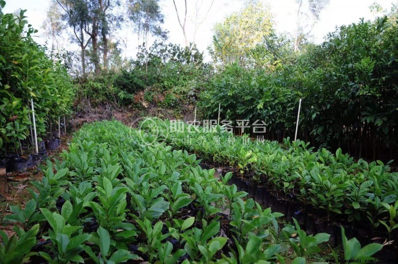 大理楠木种植基地供应2万株图3