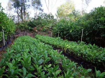 大理楠木种植基地供应2万株图3