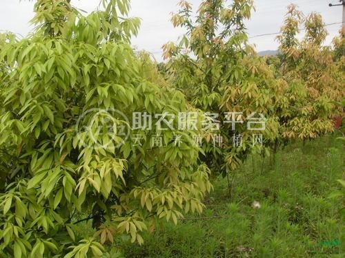 大理楠木种植基地供应2万株图4