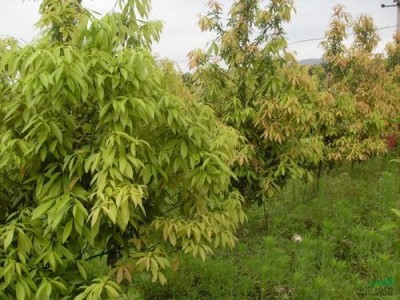 大理楠木种植基地供应2万株图4