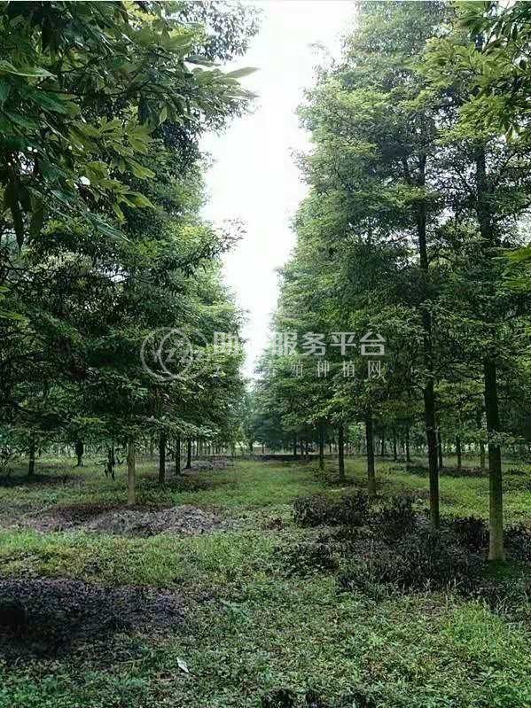 大理楠木种植基地供应2万株图5