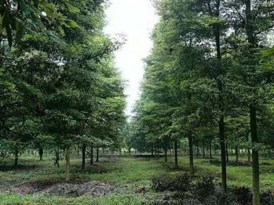 大理楠木种植基地供应2万株图5