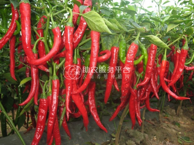 红河辣椒种植基地 供应量3吨图2