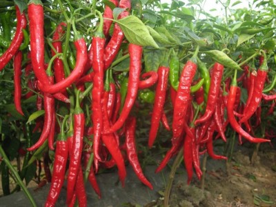 红河辣椒种植基地 供应量3吨图2