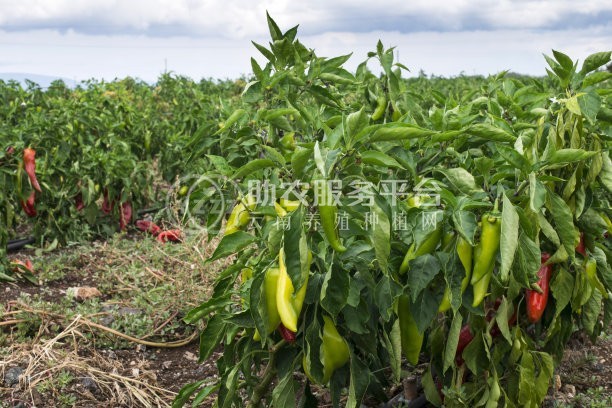 红河辣椒种植基地 供应量3吨图1