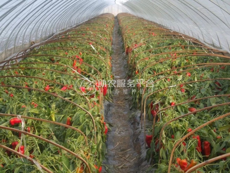 红河辣椒种植基地 供应量3吨图3