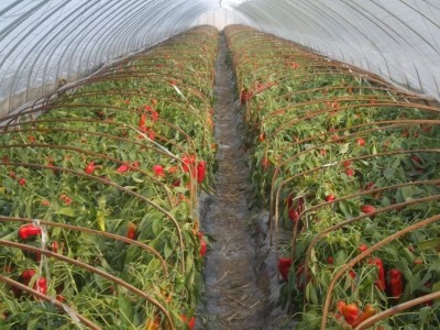 红河辣椒种植基地 供应量3吨图3
