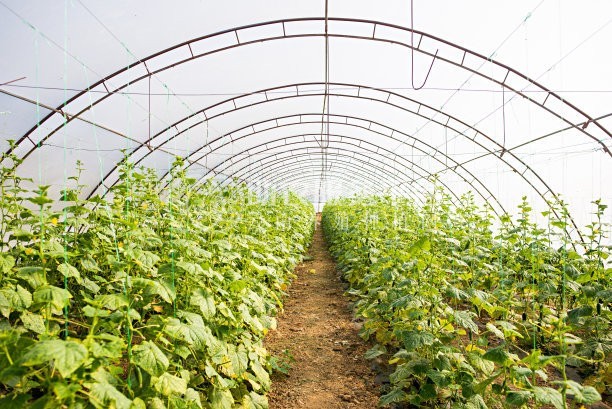 红河辣椒种植基地 供应量3吨图7