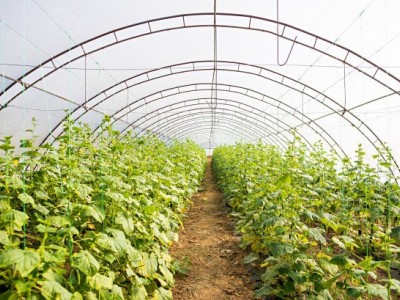 红河辣椒种植基地 供应量3吨图7