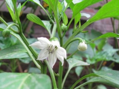 红河辣椒种植基地 供应量3吨图6