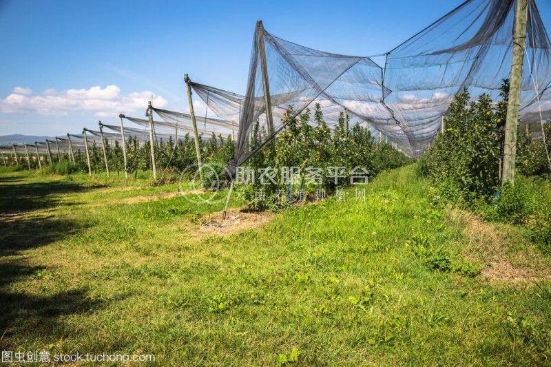 红河芯苹果种植基地 供应量 10吨图4