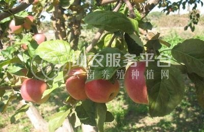 红河芯苹果种植基地 供应量 10吨图3