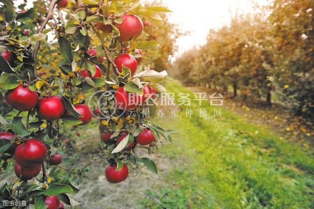 红河芯苹果种植基地 供应量 10吨图1