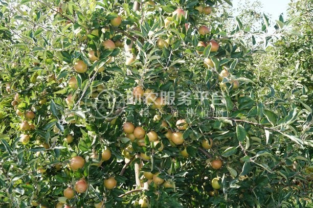 红河芯苹果种植基地 供应量 10吨图5