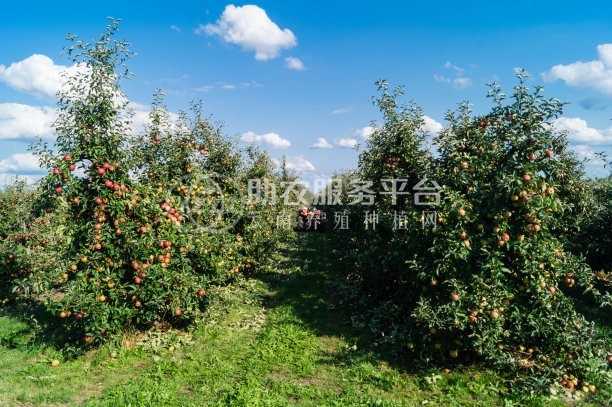 红河芯苹果种植基地 供应量 10吨图6