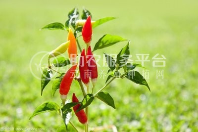 红河小米辣椒种植基地 供应量 4吨图1