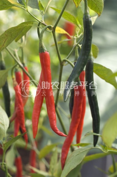红河小米辣椒种植基地 供应量 4吨图2