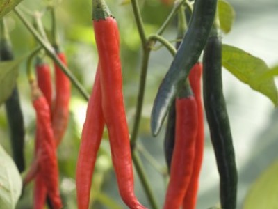 红河小米辣椒种植基地 供应量 4吨图2