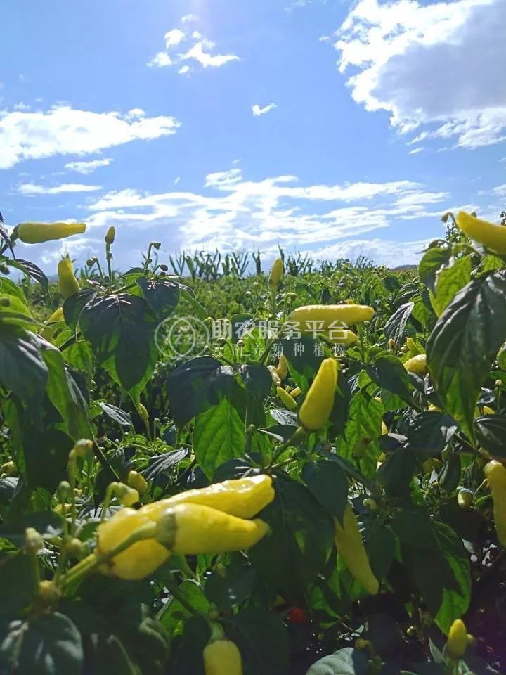 红河小米辣椒种植基地 供应量 4吨图4