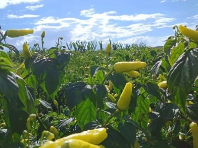 红河小米辣椒种植基地 供应量 4吨图4