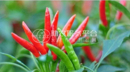 红河小米辣椒种植基地 供应量 4吨图6