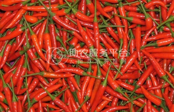 红河小米辣椒种植基地 供应量 4吨图3