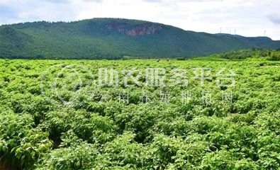 红河小米辣椒种植基地 供应量 4吨图9