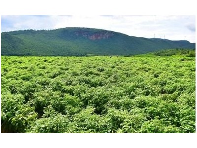 红河小米辣椒种植基地 供应量 4吨图9